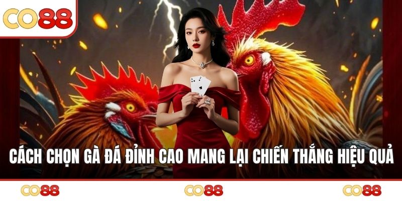 Cách Chọn Gà Đá Đỉnh Cao Mang Lại Chiến Thắng Hiệu Quả