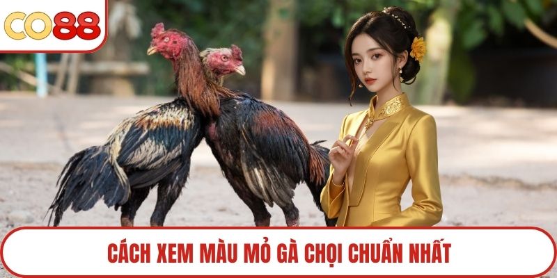 Cách xem màu mỏ gà chọi chuẩn nhất