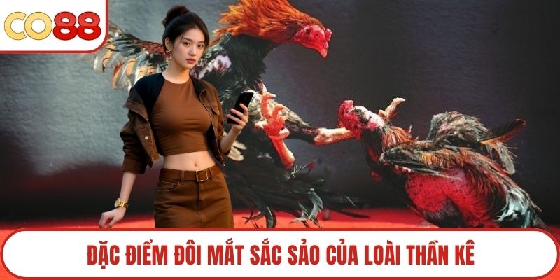 Đặc điểm đôi mắt sắc sảo của loài thần kê