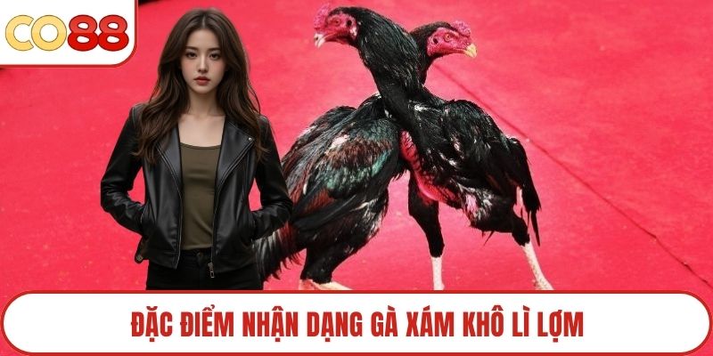Đặc điểm nhận dạng gà xám khô lì lợm