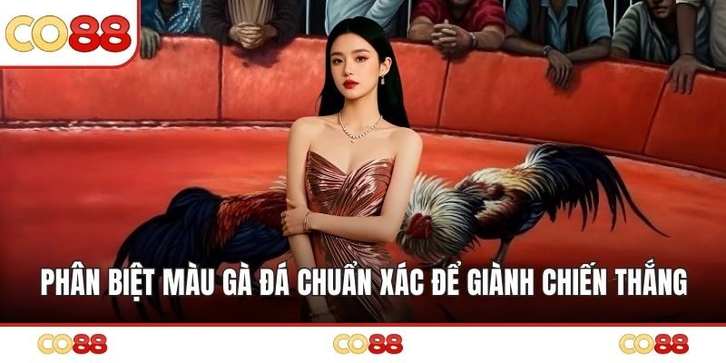 Phân Biệt Màu Gà Đá Chuẩn Xác Để Giành Chiến Thắng