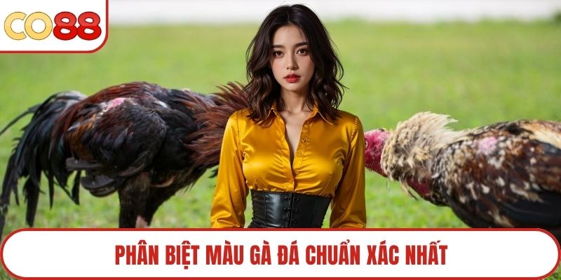 Phân biệt màu gà đá chuẩn xác nhất