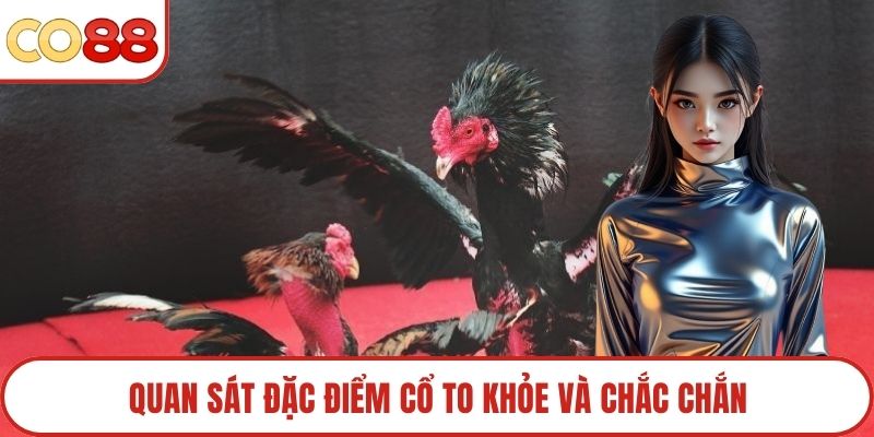 Quan sát đặc điểm cổ to khỏe và chắc chắn