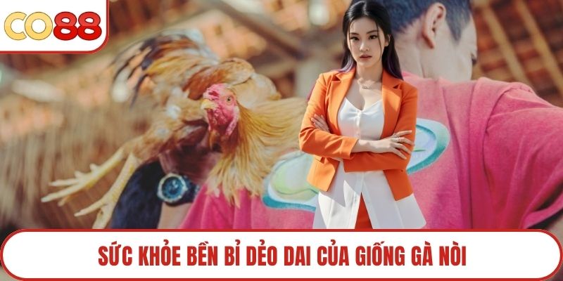 Sức khỏe bền bỉ dẻo dai của giống gà nòi