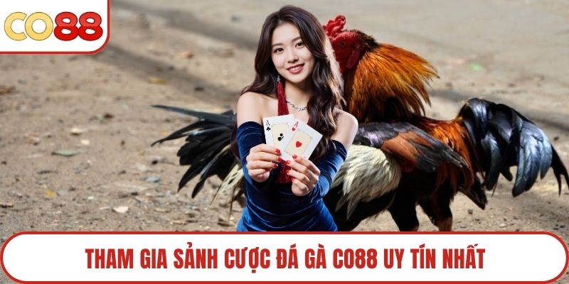 Tham gia sảnh cược đá gà Co88 uy tín nhất