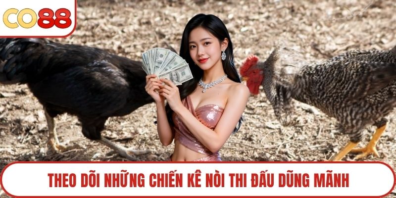 Theo dõi những chiến kê nòi thi đấu dũng mãnh
